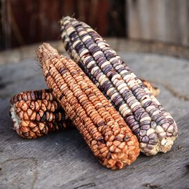 Kentucky Rainbow Dent, Corn Seed